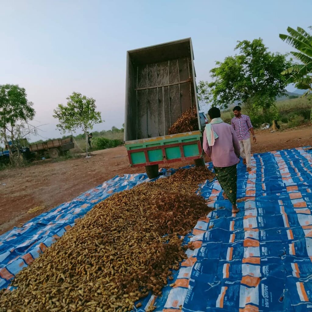 Organic Turmeric: 5 Steps to Pure Powder at Viswamatha Farm